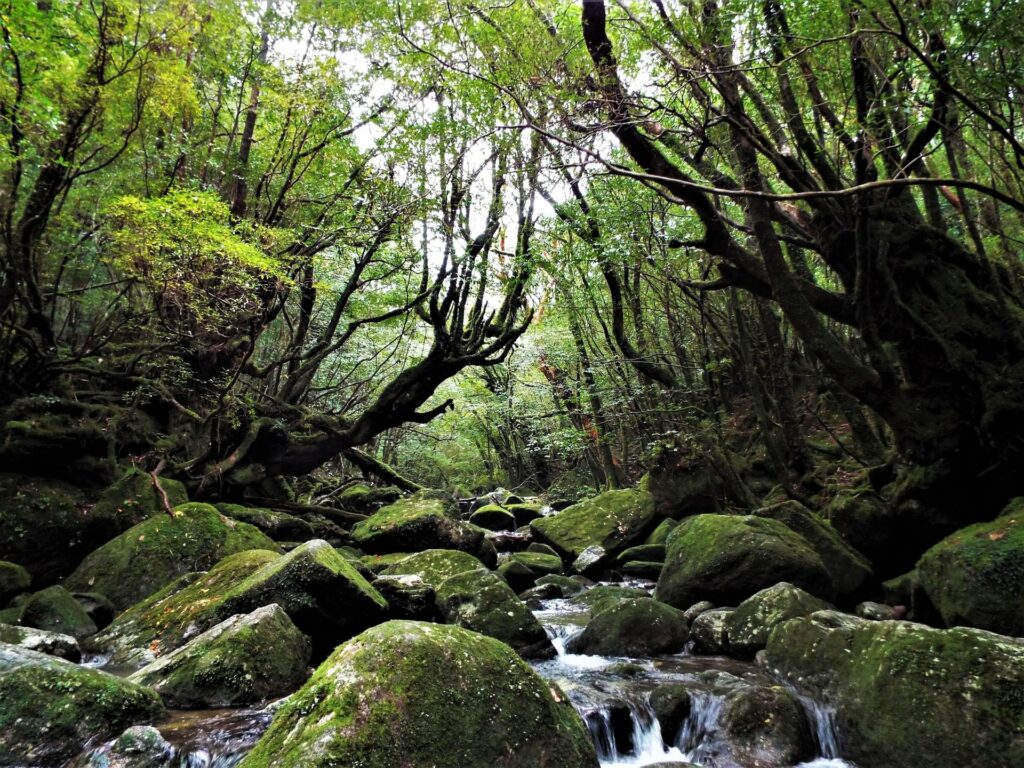Ravin de Shiratani Unsuikyo