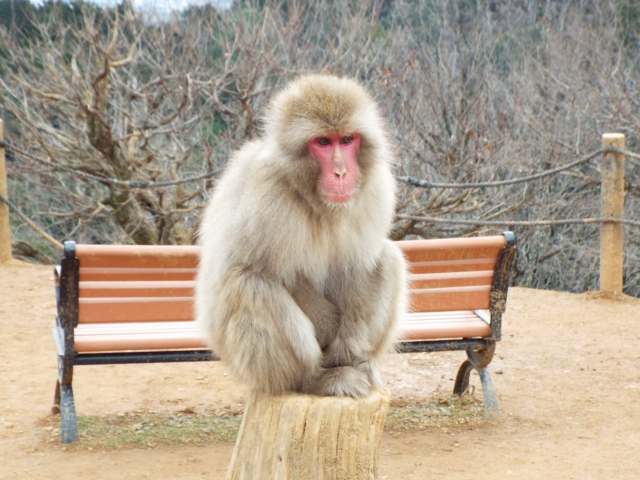 Arashiyama : Parc des singes Iwatayama